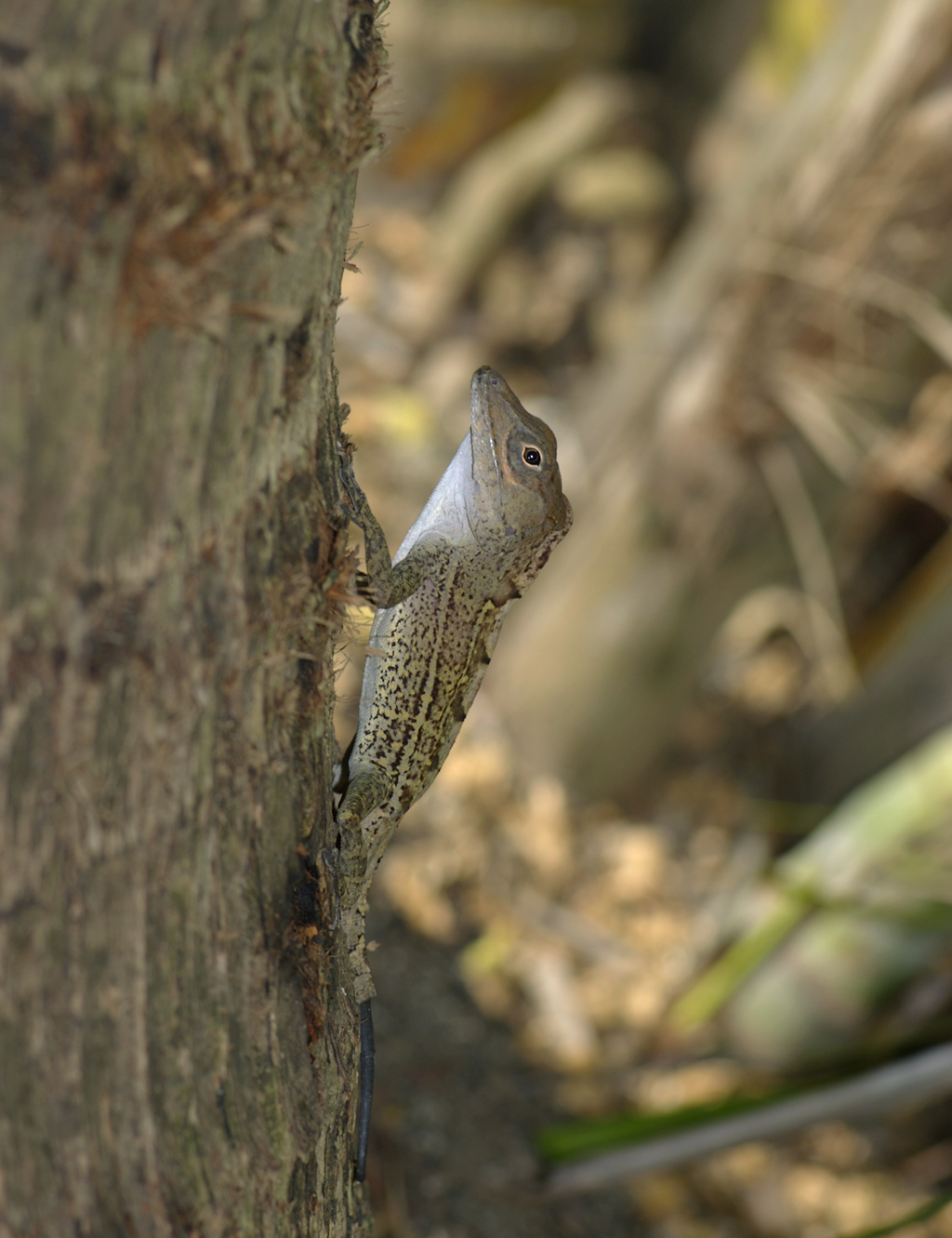 Anolis_cybotes