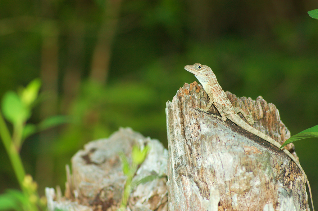 Anolis_cybotes2