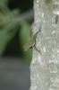 Anolis_distichus0.jpg