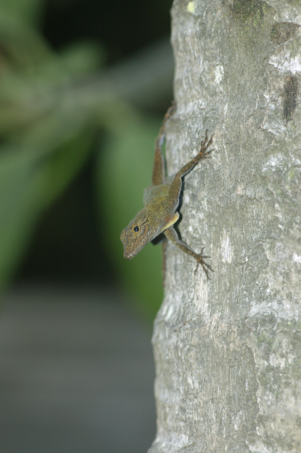 Anolis_distichus0