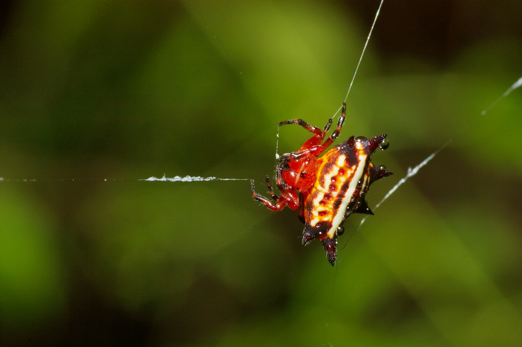 Gasteracantha_cancriformis