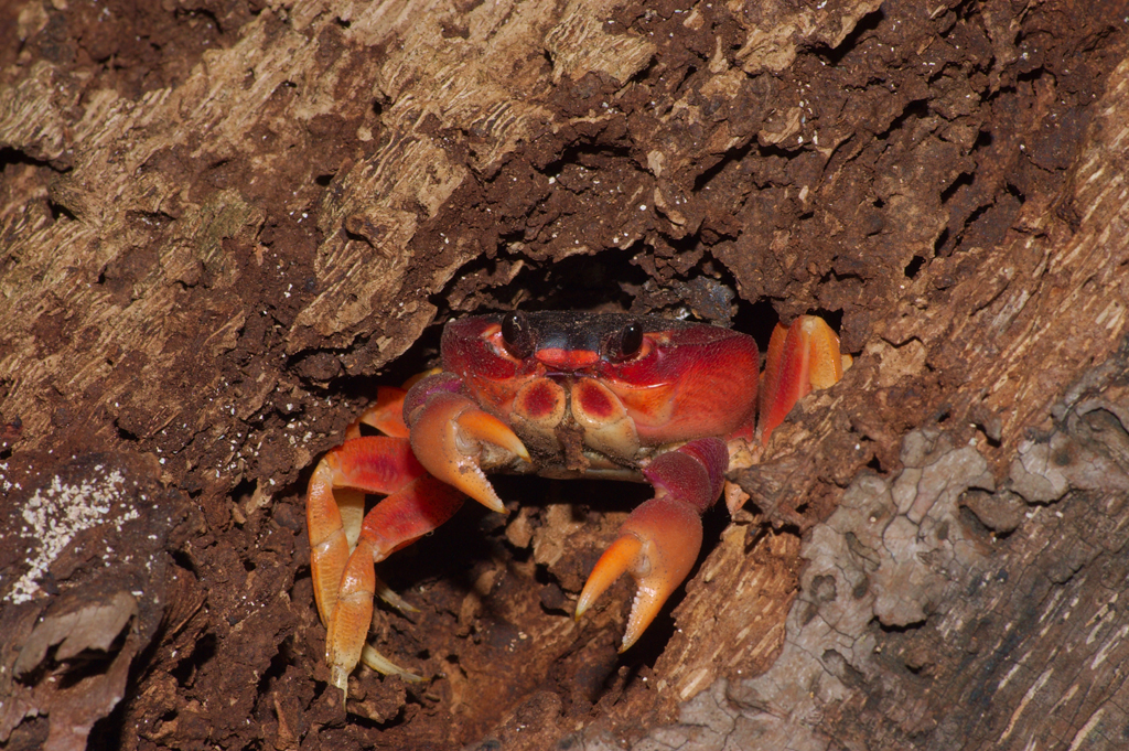 Gecarcinus_ruricula