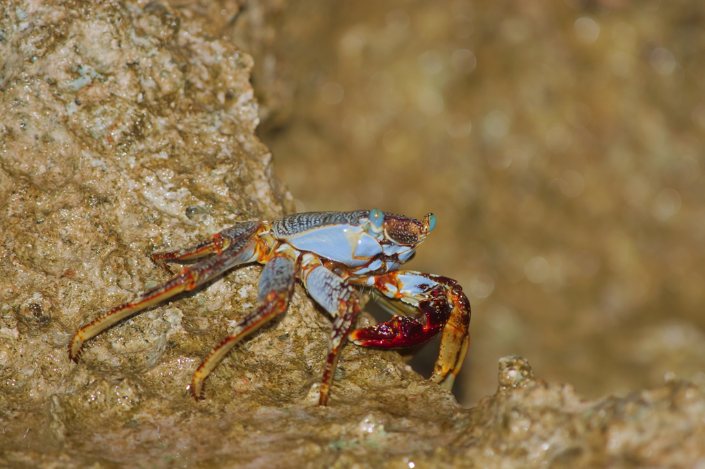 Grapsus_grapsus1