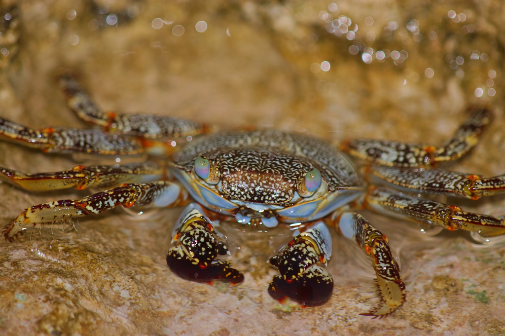 Grapsus_grapsus2