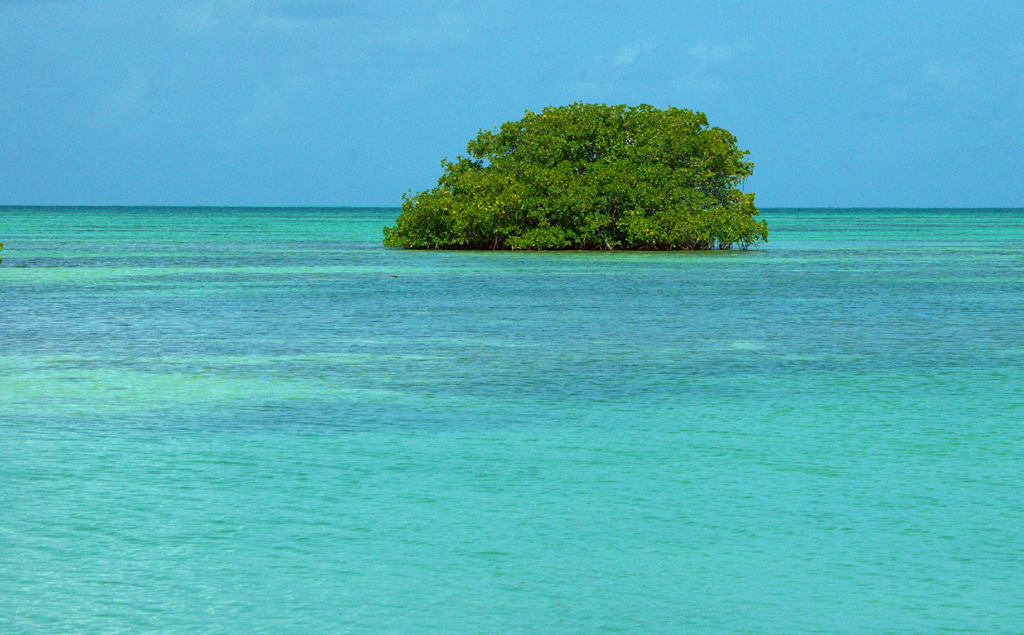 Mangrove_Isla_Saona