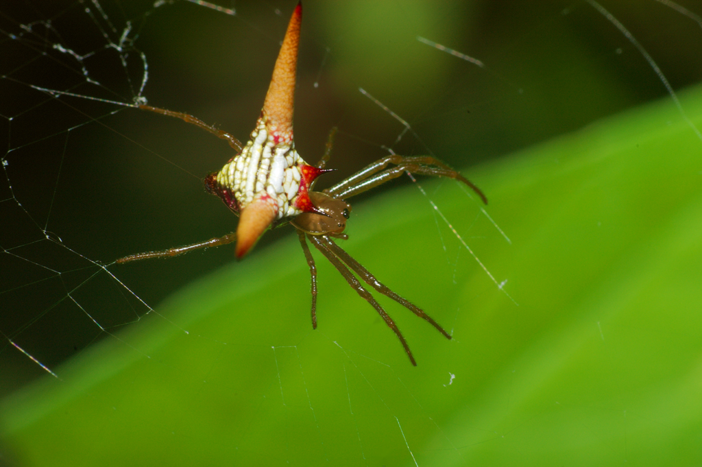 Micrathena_militaris1