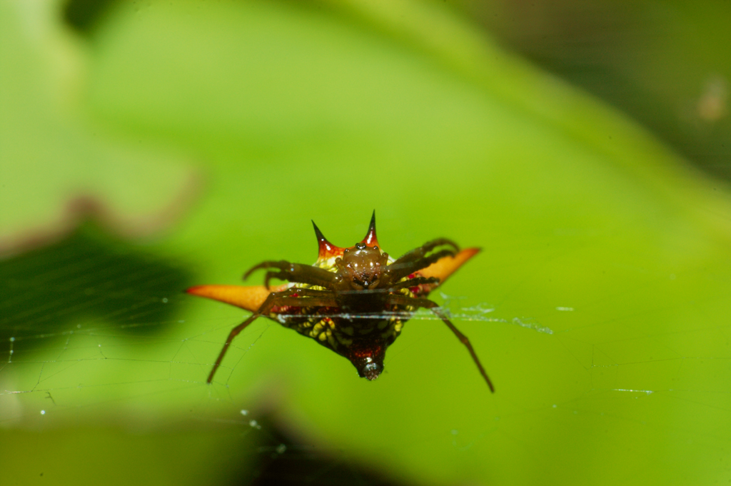 Micrathena_militaris5