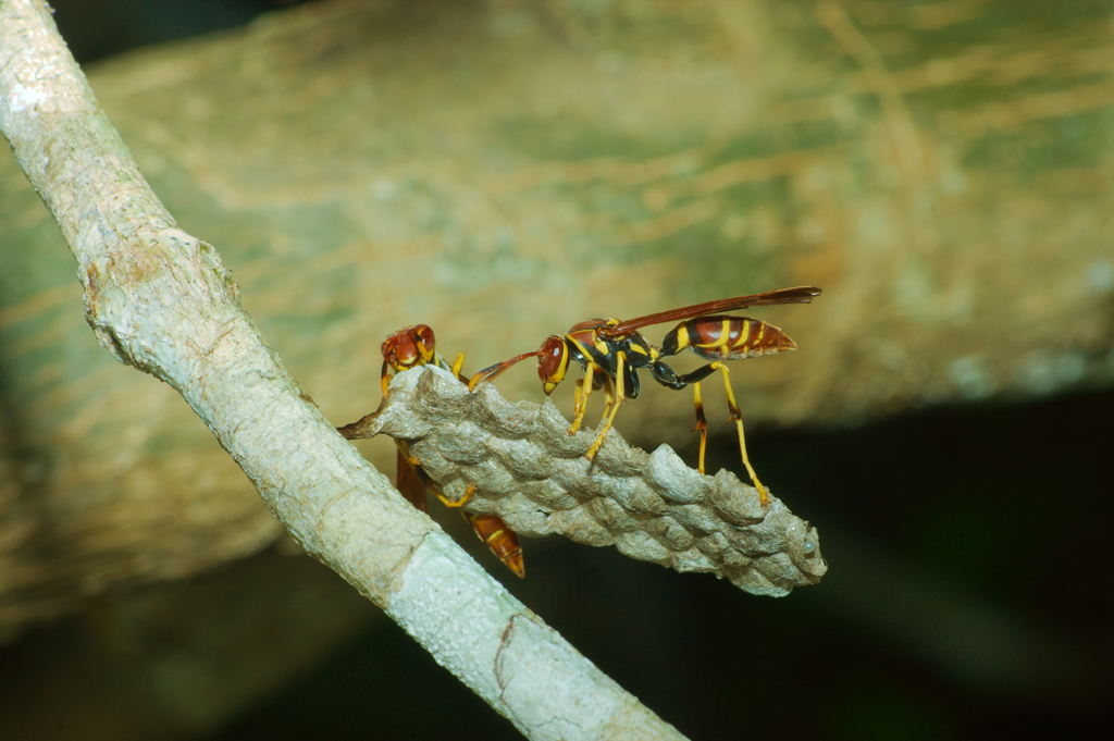 Polistes_sp