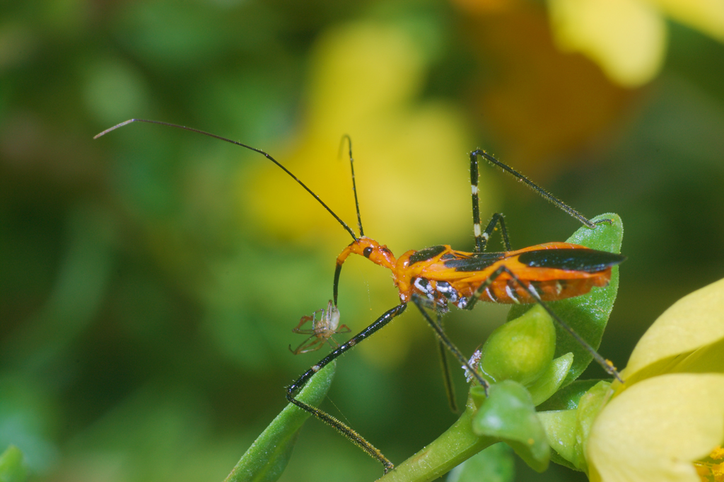 Reduvidae_adult_eating