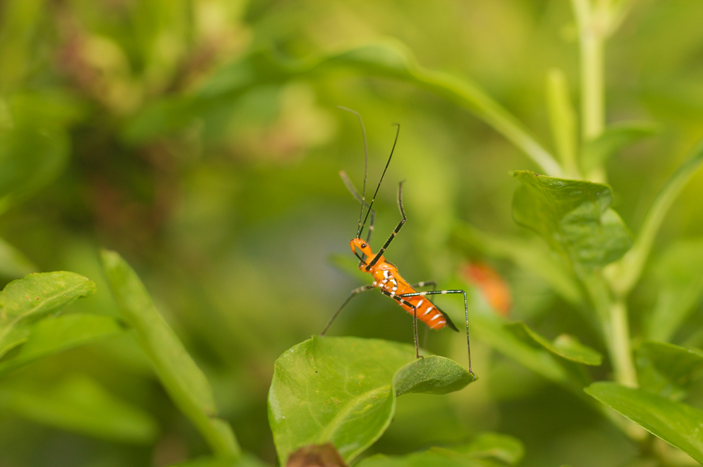 Reduvidae_menacing2