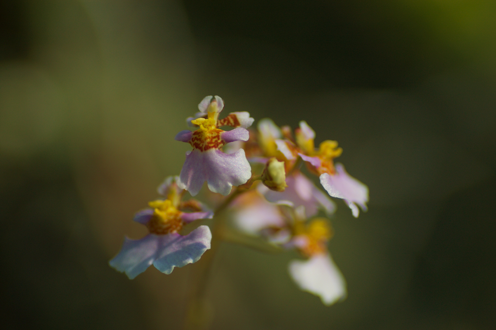 Tolumnia_variegata1