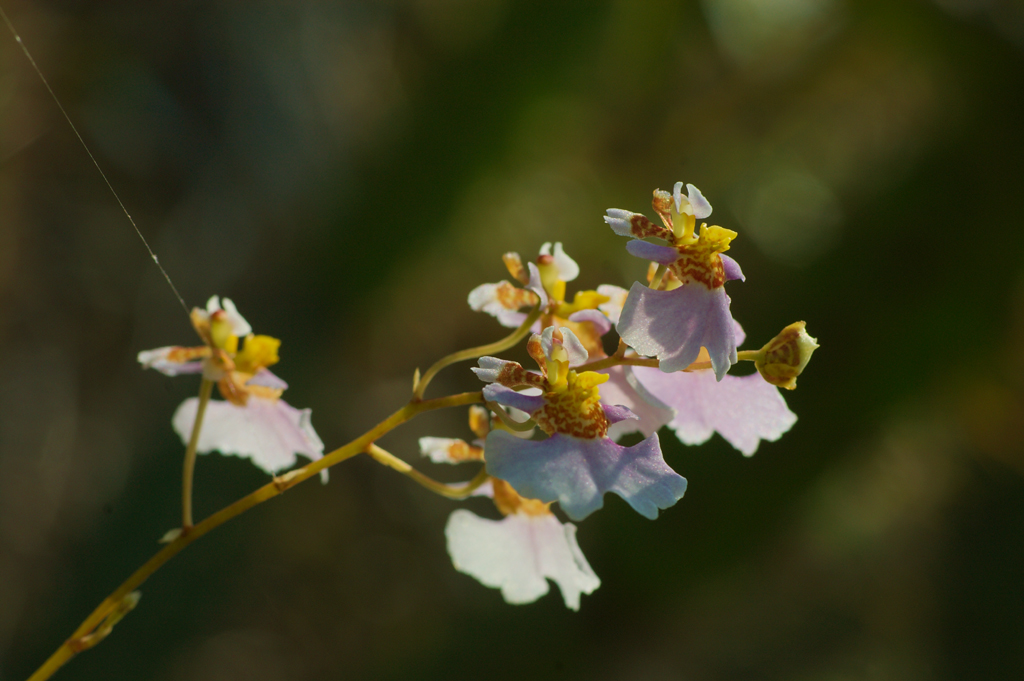 Tolumnia_variegata2