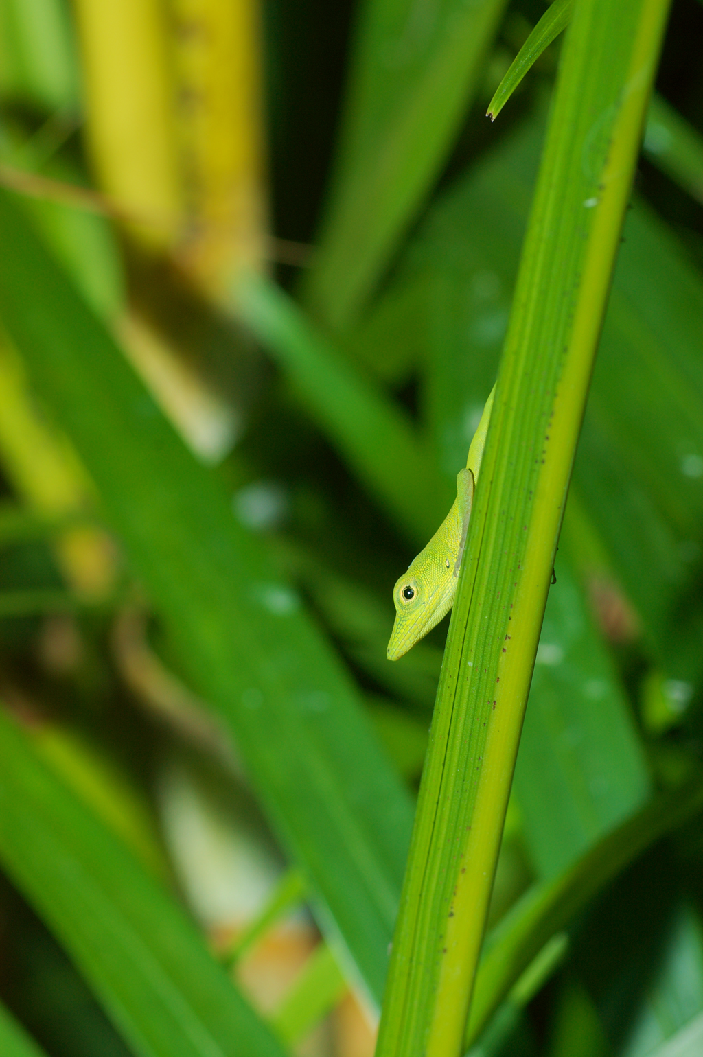 anolis_chlorochyanus_male1