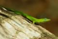 anolis_chlorochyanus_male2.jpg