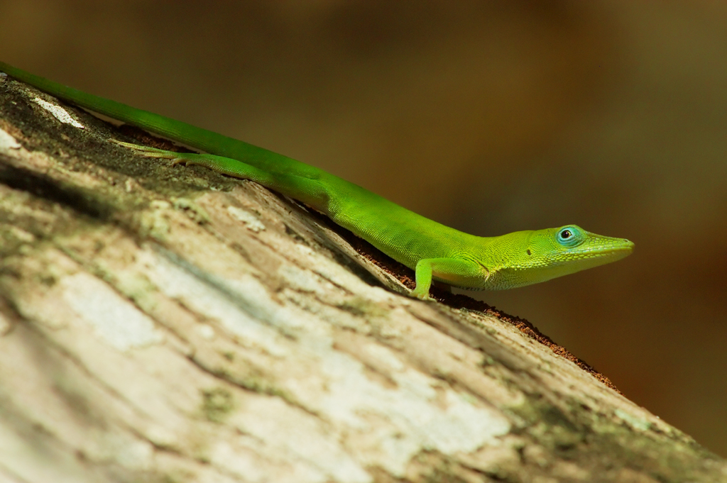 anolis_chlorochyanus_male2