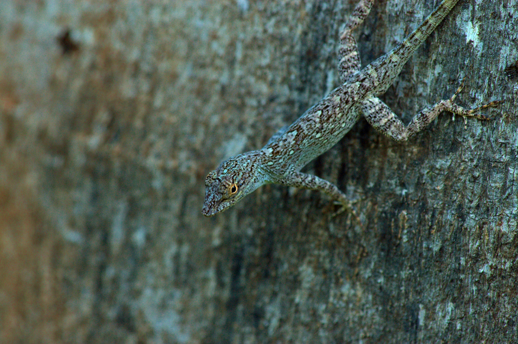 anolis_distichus5