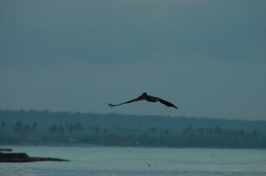 pelican_foggy_early_morning